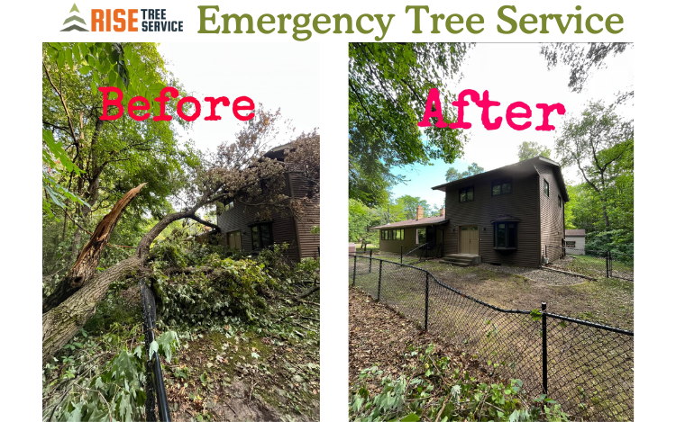 Emergency Tree Service by Rising Tree Service