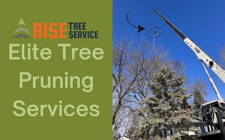 North Branch Tree Pruning