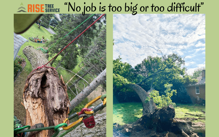 Tree Removal - Isanti