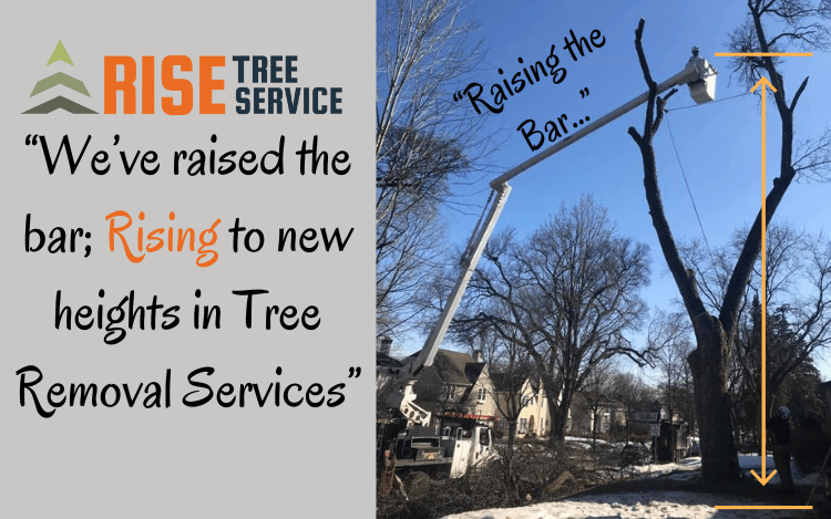 Tree Removal North Branch