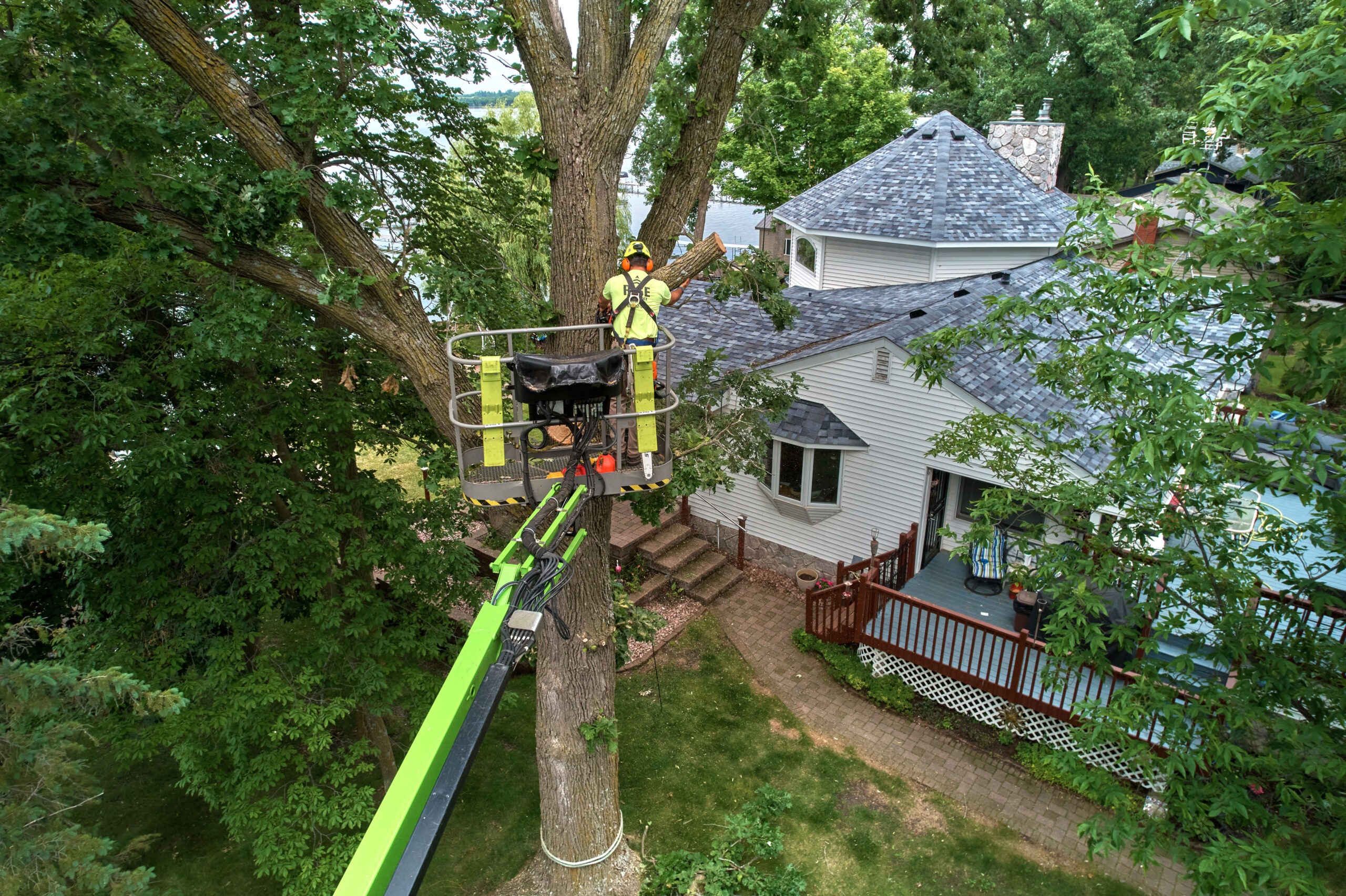 Tree Removal Service - North Branch