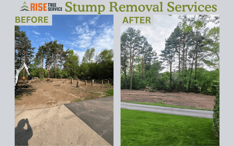 North_Branch_Stump_Removal North Branch Stum Removal